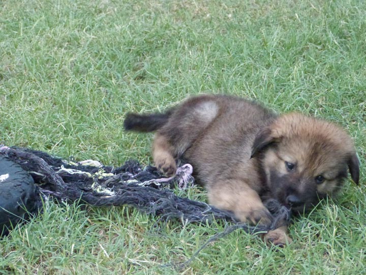 chinook dog